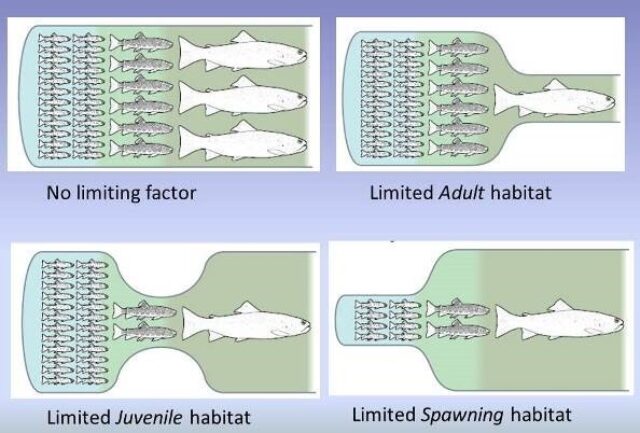 Trout Bottleneck