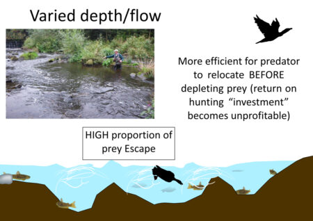 Varied Habitat Cormorant hunting