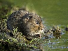 Water Vole comp