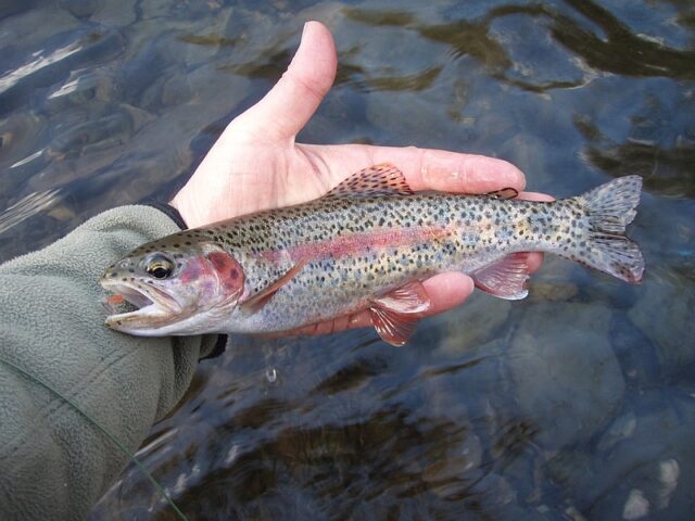 Wye wild rainbow comp