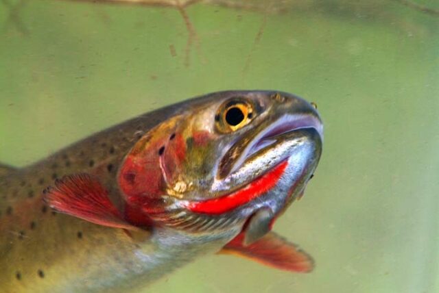 Yellowstone cutthroat trout slash National Parks Service