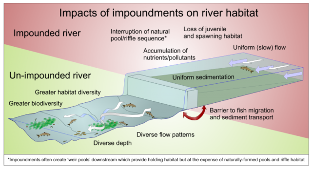 Impacts Of Impoundments On River Habitat