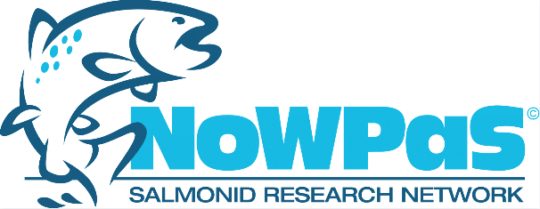 Nowpas Logo