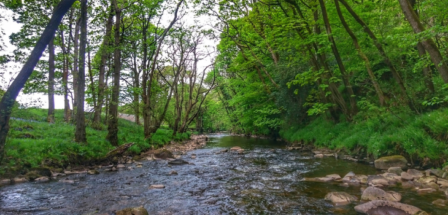 Did you know, trout grow on trees?